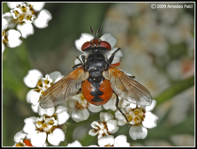 Tachinidae della Sicilia: Gymnosoma sp.